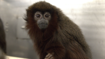 Titi monkey