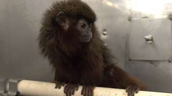 Titi monkey