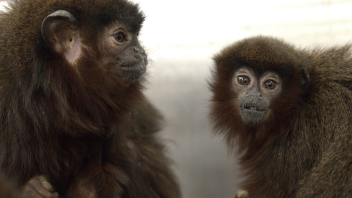 Titi monkey