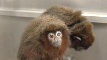 Titi monkey