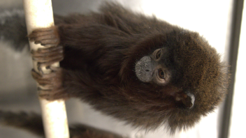 Titi monkey
