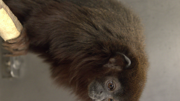 Titi monkey