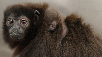 Titi monkey with baby on back