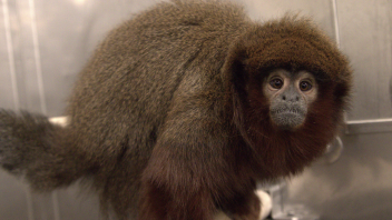 Titi monkey