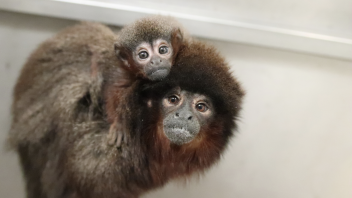 Titi monkey