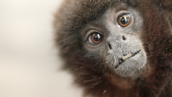 Titi monkey