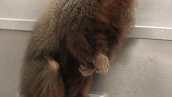 Titi monkey