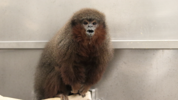 Titi monkey