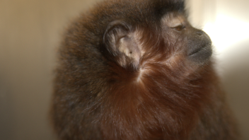 Titi monkey