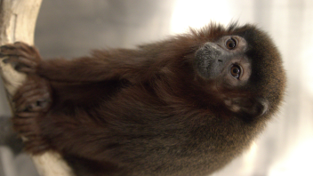 Titi monkey