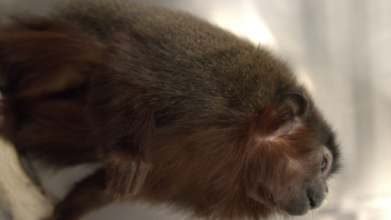Titi monkey