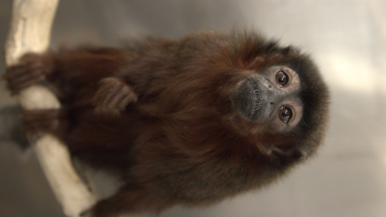 Titi monkey