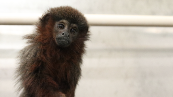 Titi monkey