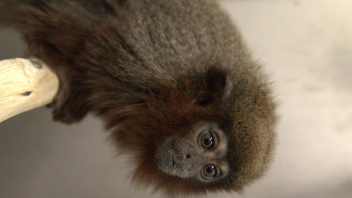 Titi monkey
