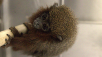 Titi monkey