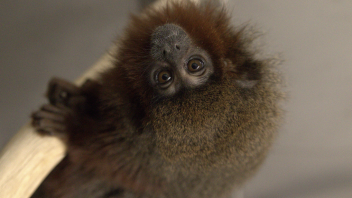 Titi monkey