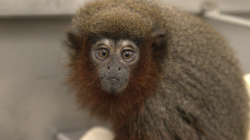 Titi monkey
