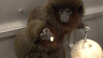 Titi monkey