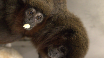 Titi monkey