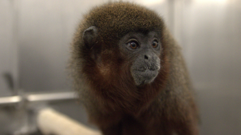 Titi monkey