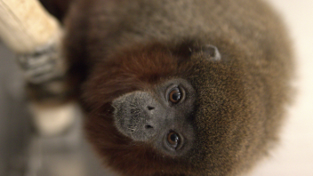 Titi monkey