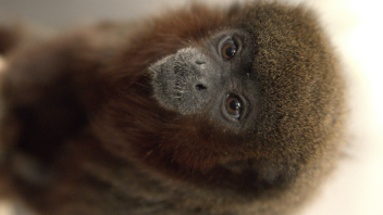Titi monkey