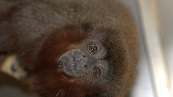 Titi monkey