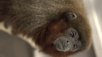 Titi monkey