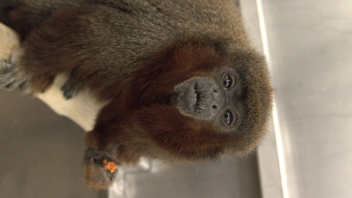 Titi monkey