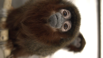 Titi monkey