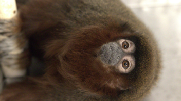 Titi monkey