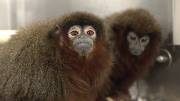 Titi monkey