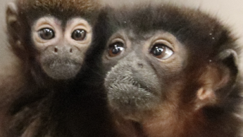 Titi monkey