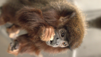 Titi monkey
