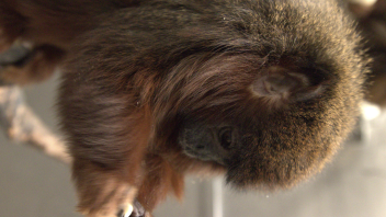 Titi monkey
