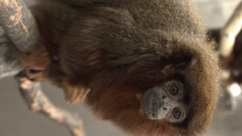 Titi monkey
