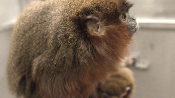Titi monkey