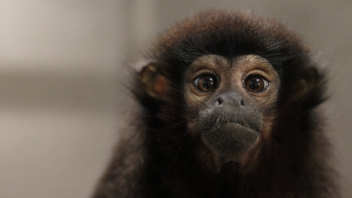 Titi monkey