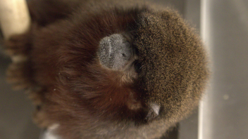 Titi monkey