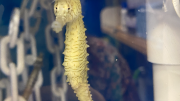 Seahorse
