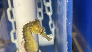 Seahorse