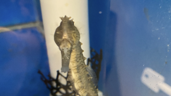 Seahorse