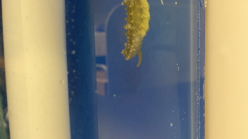 Seahorse