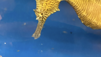 Seahorse
