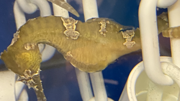 Seahorse