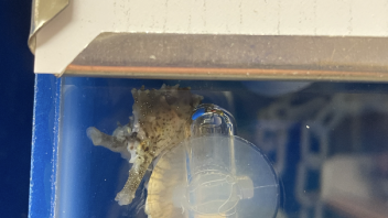 Seahorse