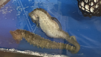 Seahorse