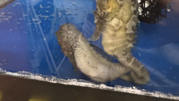 Seahorse