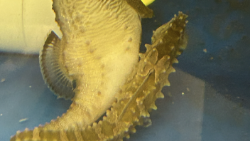 Seahorse
