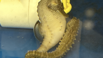 Seahorse pair
